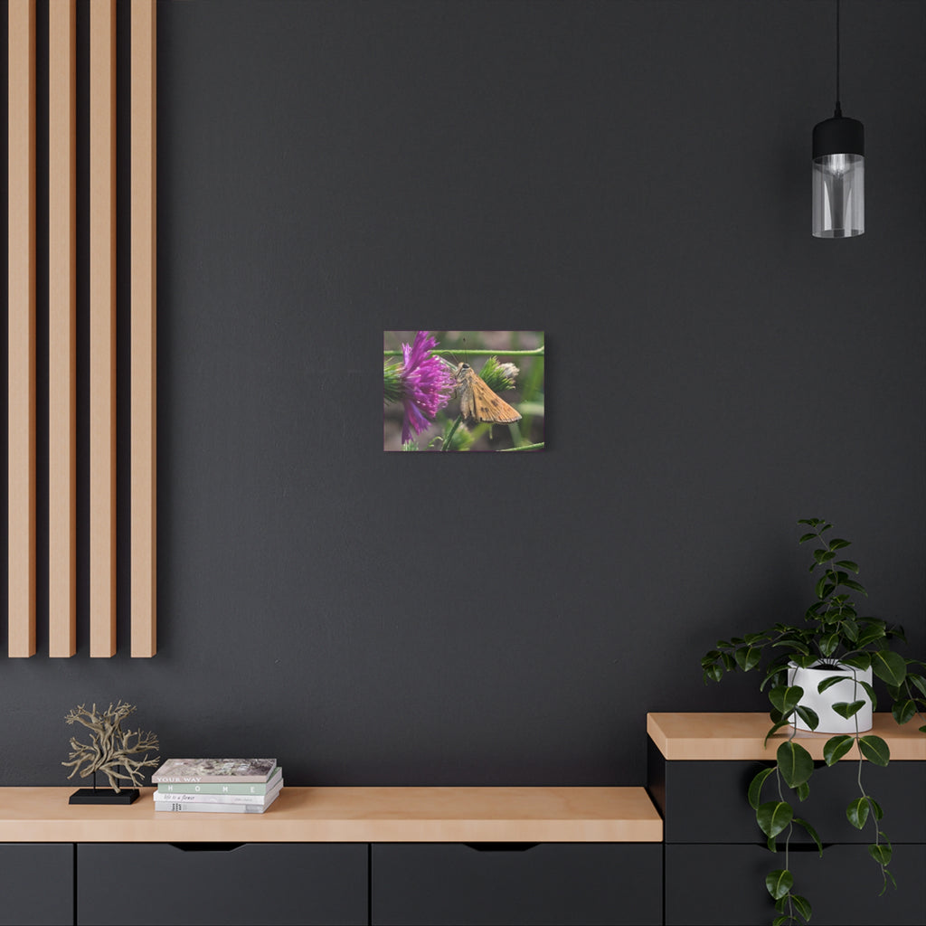 Skipper Moth on Purple Thistle Canvas