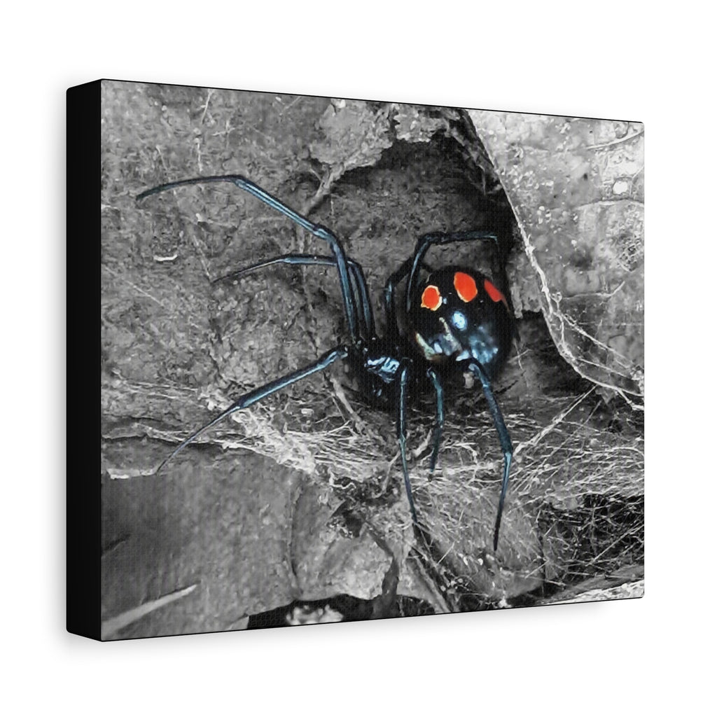 Black Widow Spider Matte Canvas | Stretched Wall Art
