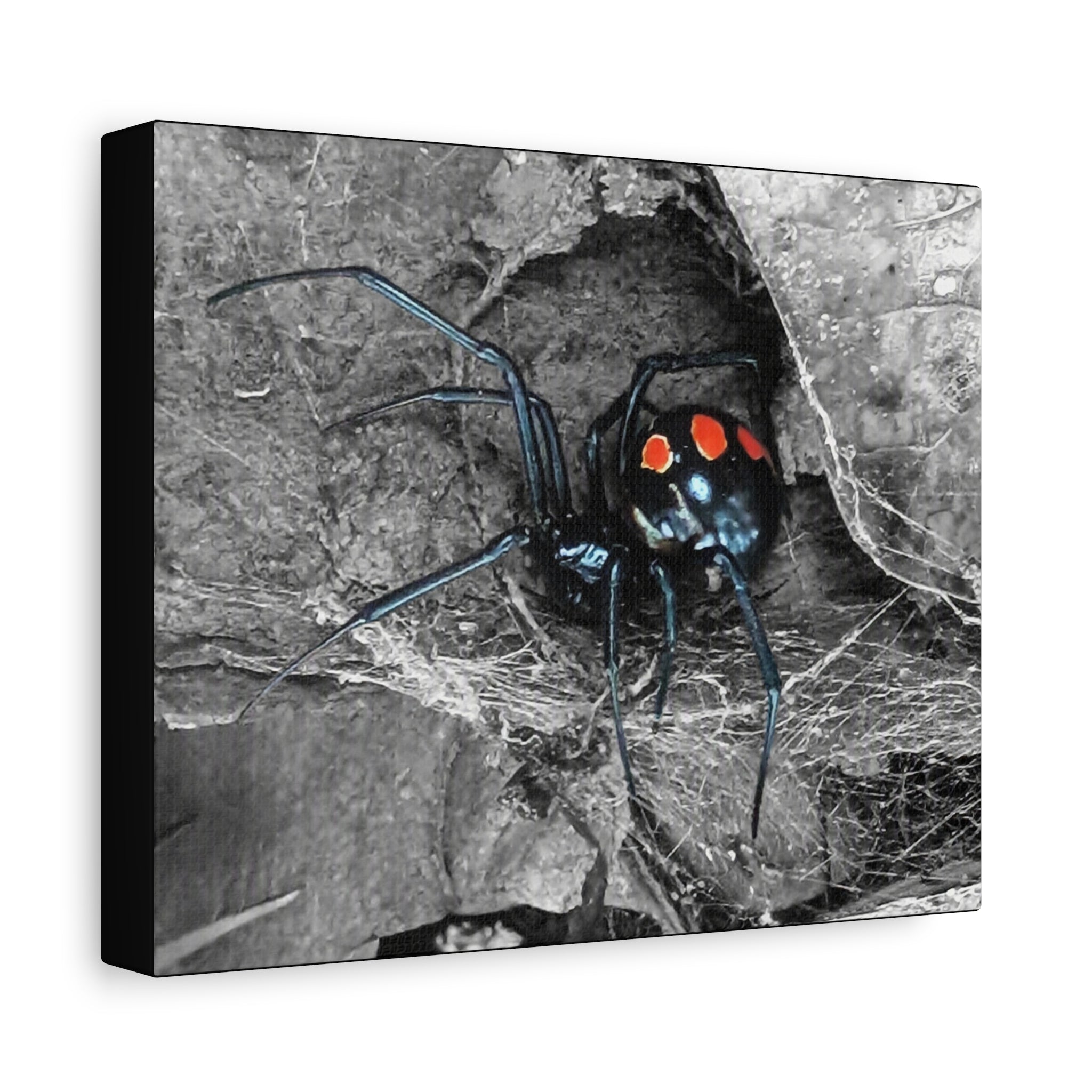 Black Widow Spider Matte Canvas | Stretched Wall Art