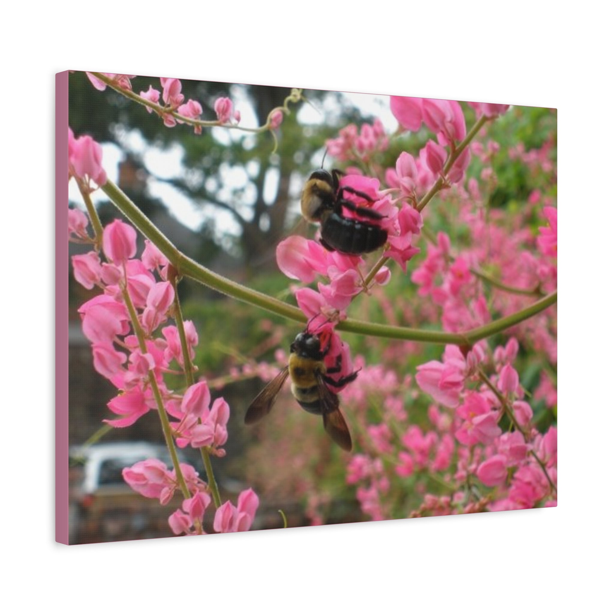 Bumblebees on Pink Flowers Canvas