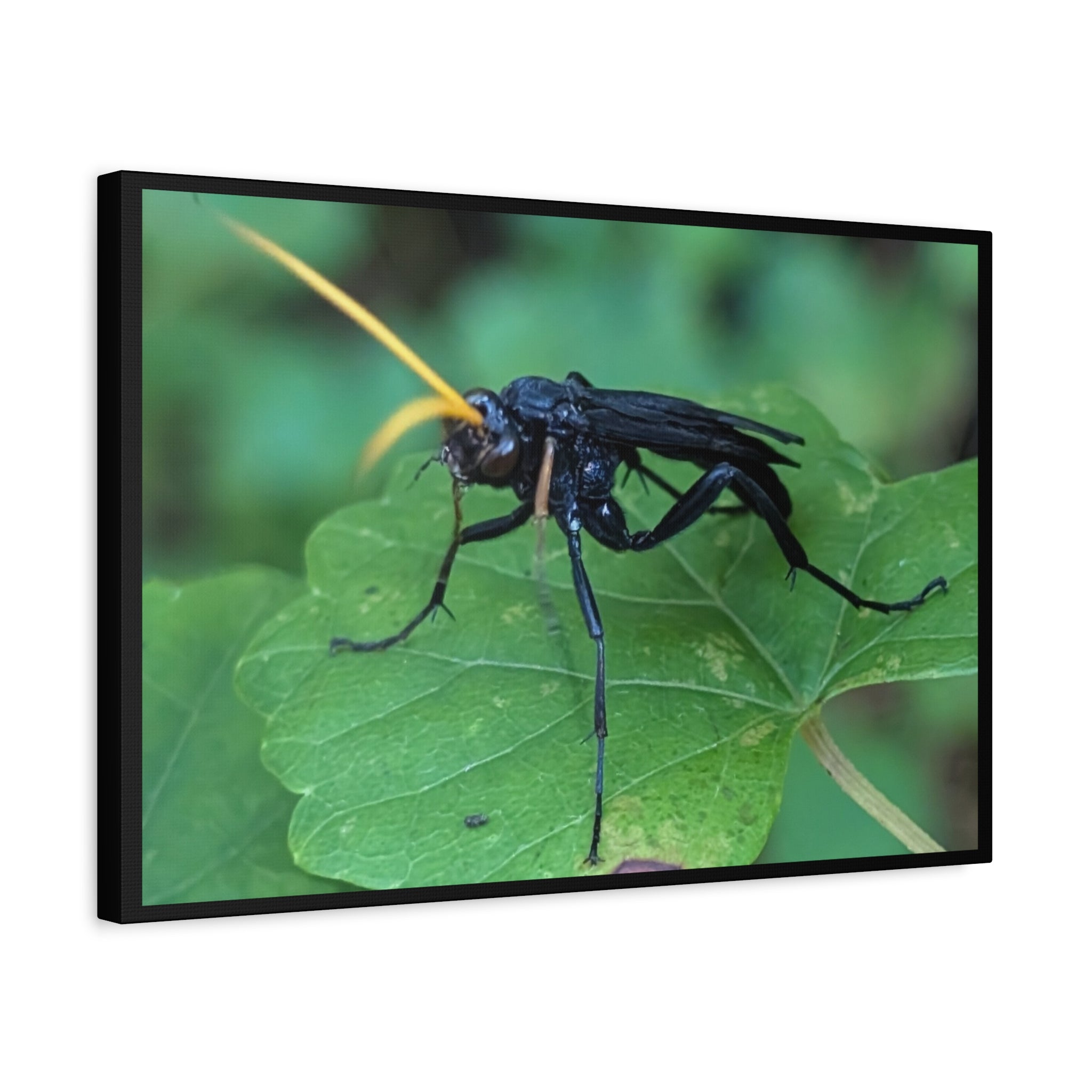 Ichneumon Wasp Photo Canvas