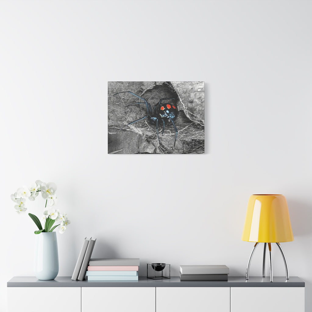 Black Widow Spider Matte Canvas | Stretched Wall Art