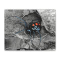 Black Widow Spider Matte Canvas | Stretched Wall Art