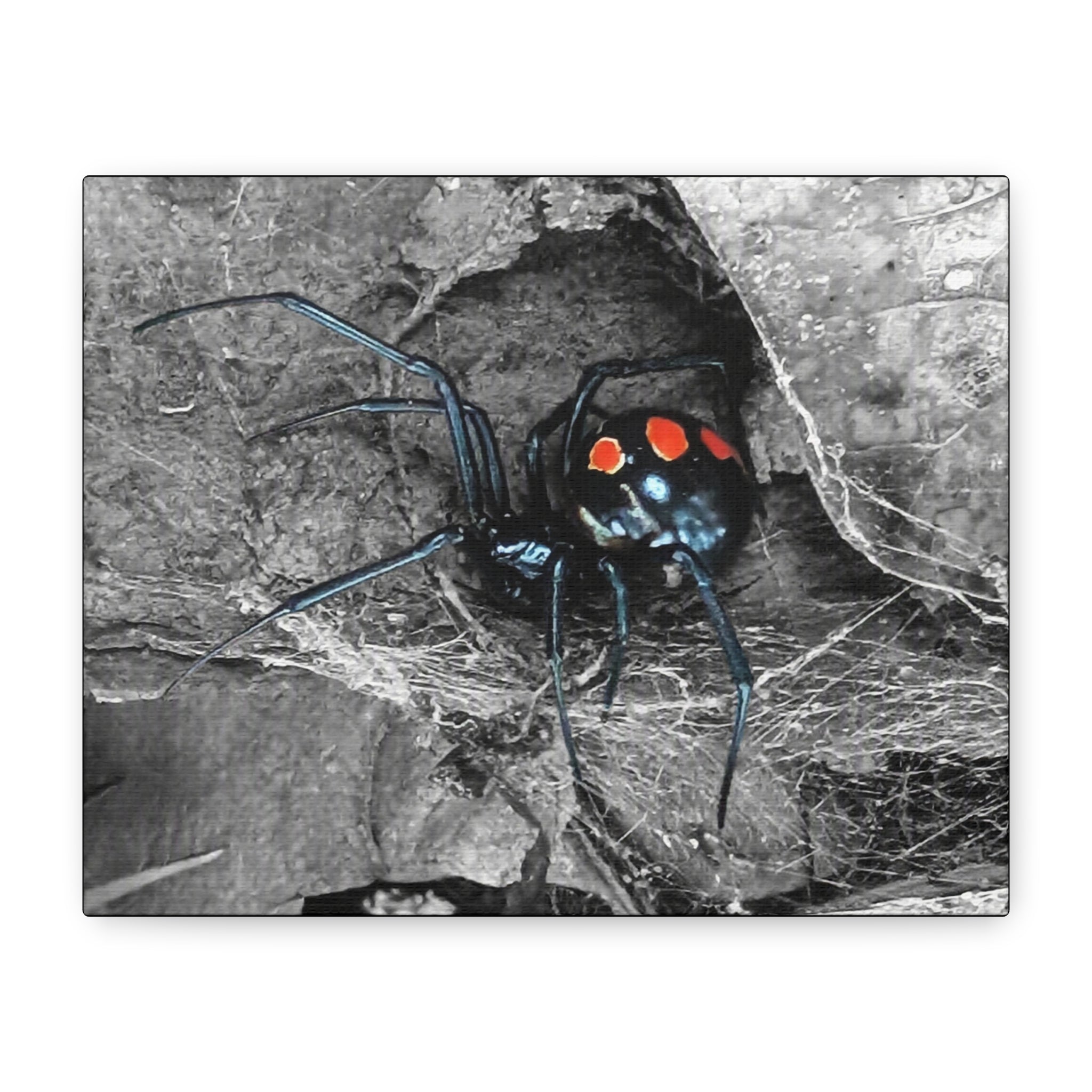 Black Widow Spider Matte Canvas | Stretched Wall Art