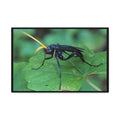 Ichneumon Wasp Photo Canvas