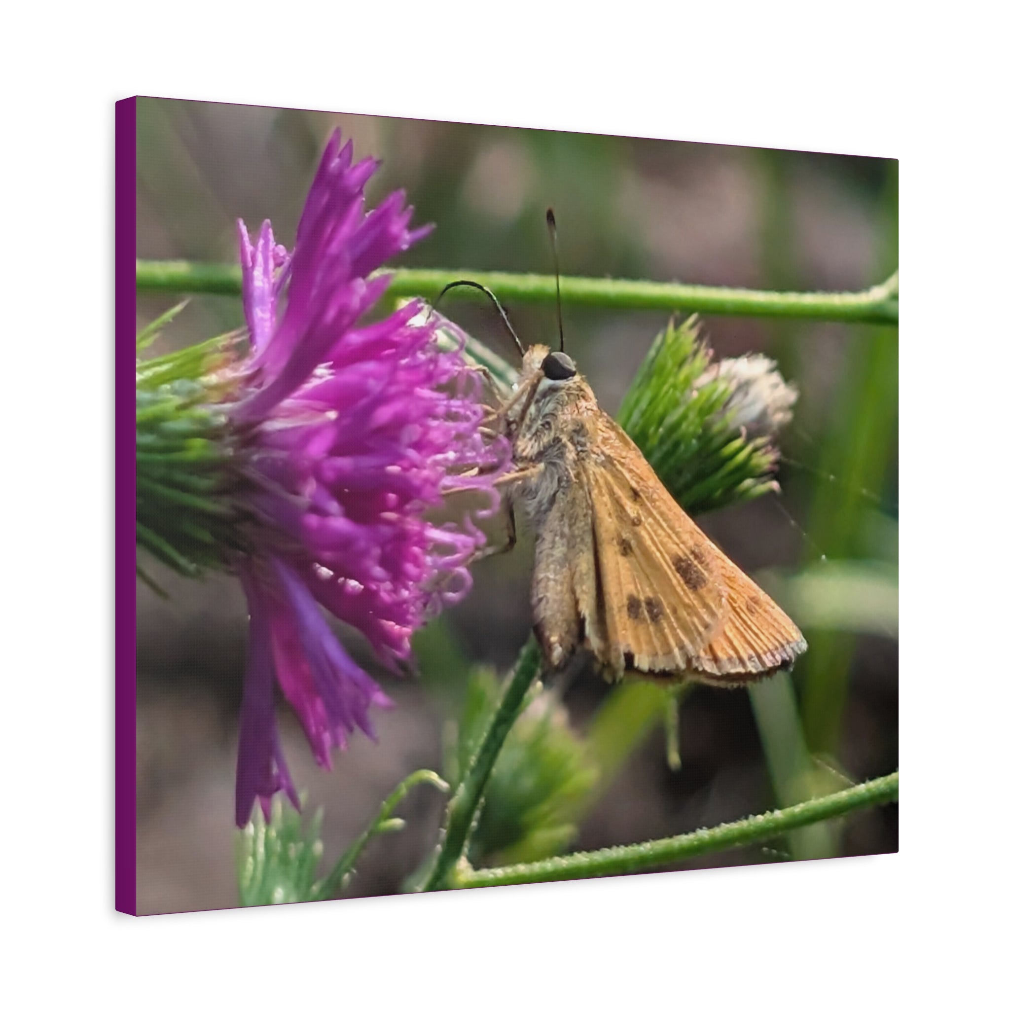 Skipper Moth on Purple Thistle Canvas
