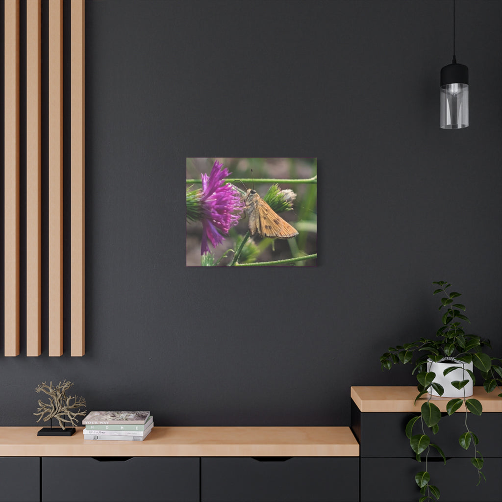 Skipper Moth on Purple Thistle Canvas