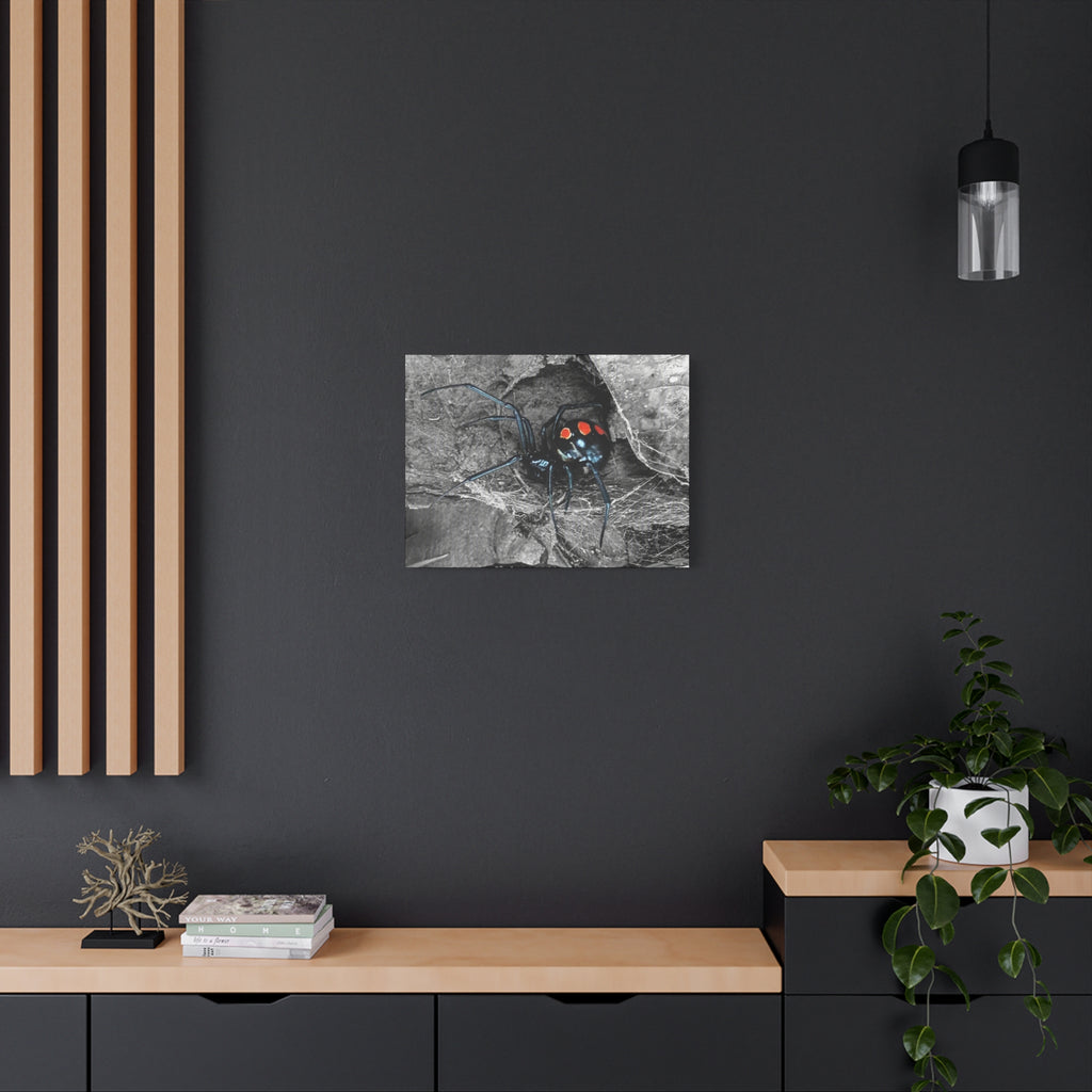 Black Widow Spider Matte Canvas | Stretched Wall Art