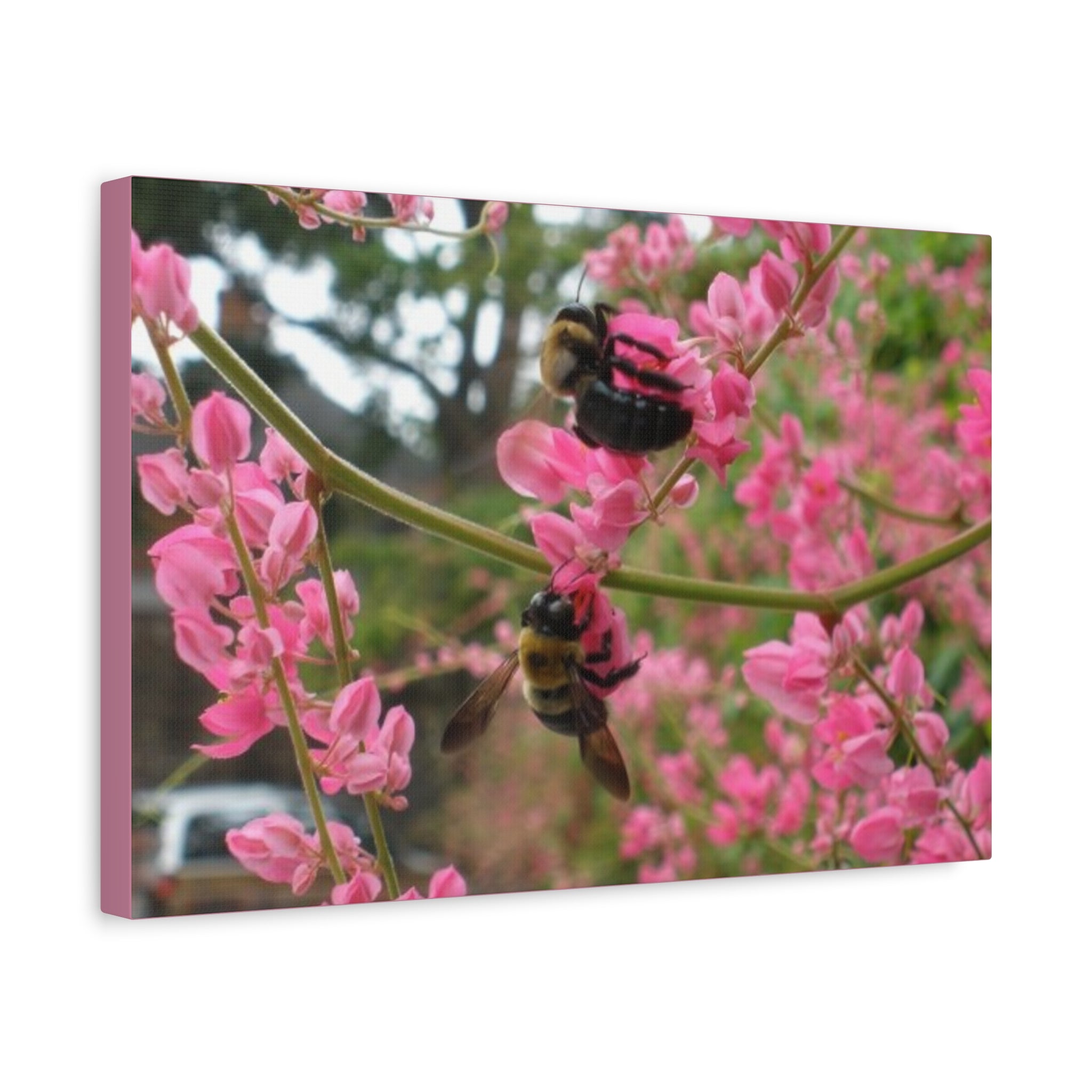 Bumblebees on Pink Flowers Canvas