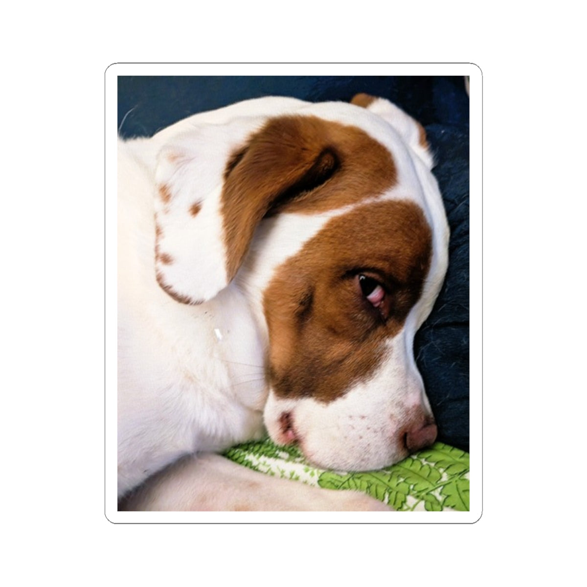 Sleepy Brown and White Dog Sticker | Kiss-Cut Sticker