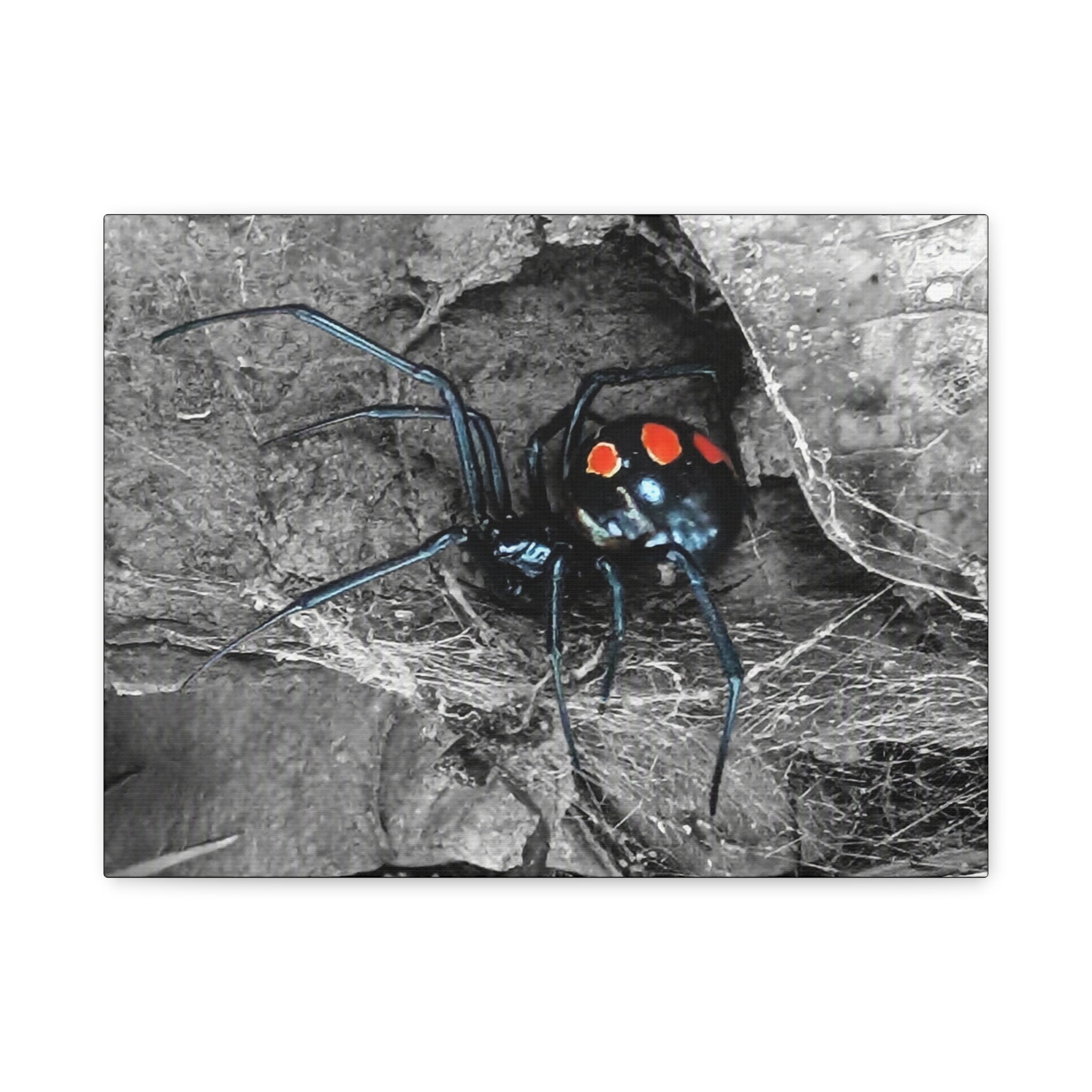 Black Widow Spider Matte Canvas | Stretched Wall Art