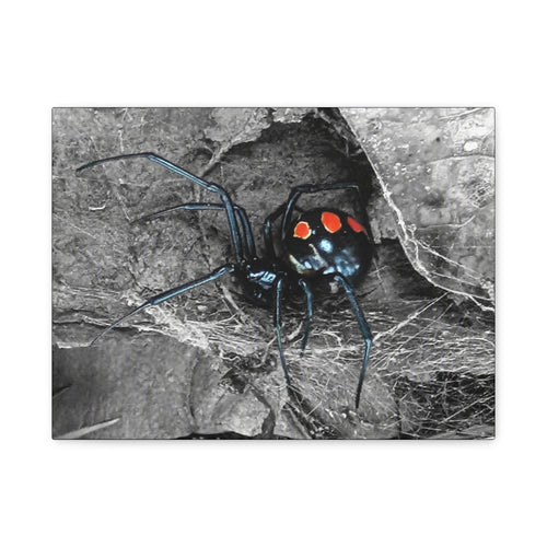 Black Widow Spider Matte Canvas | Stretched Wall Art