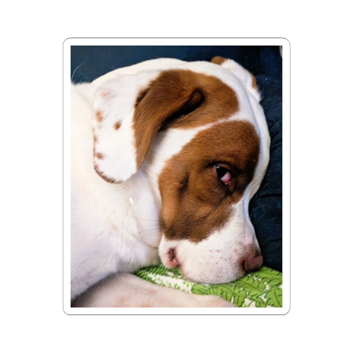 Sleepy Brown and White Dog Sticker | Kiss-Cut Sticker