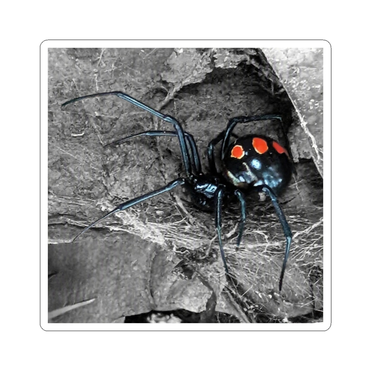 Black Widow Spider Kiss-Cut Stickers | Red Spots, Realistic Arachnid