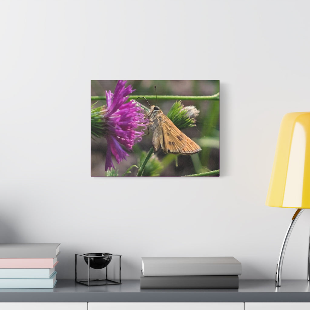 Skipper Moth on Purple Thistle Canvas
