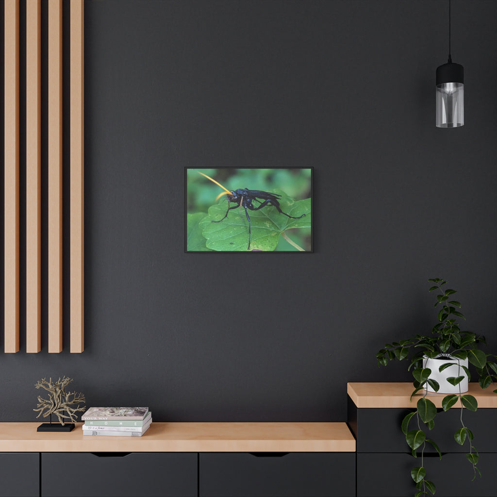 Ichneumon Wasp Photo Canvas
