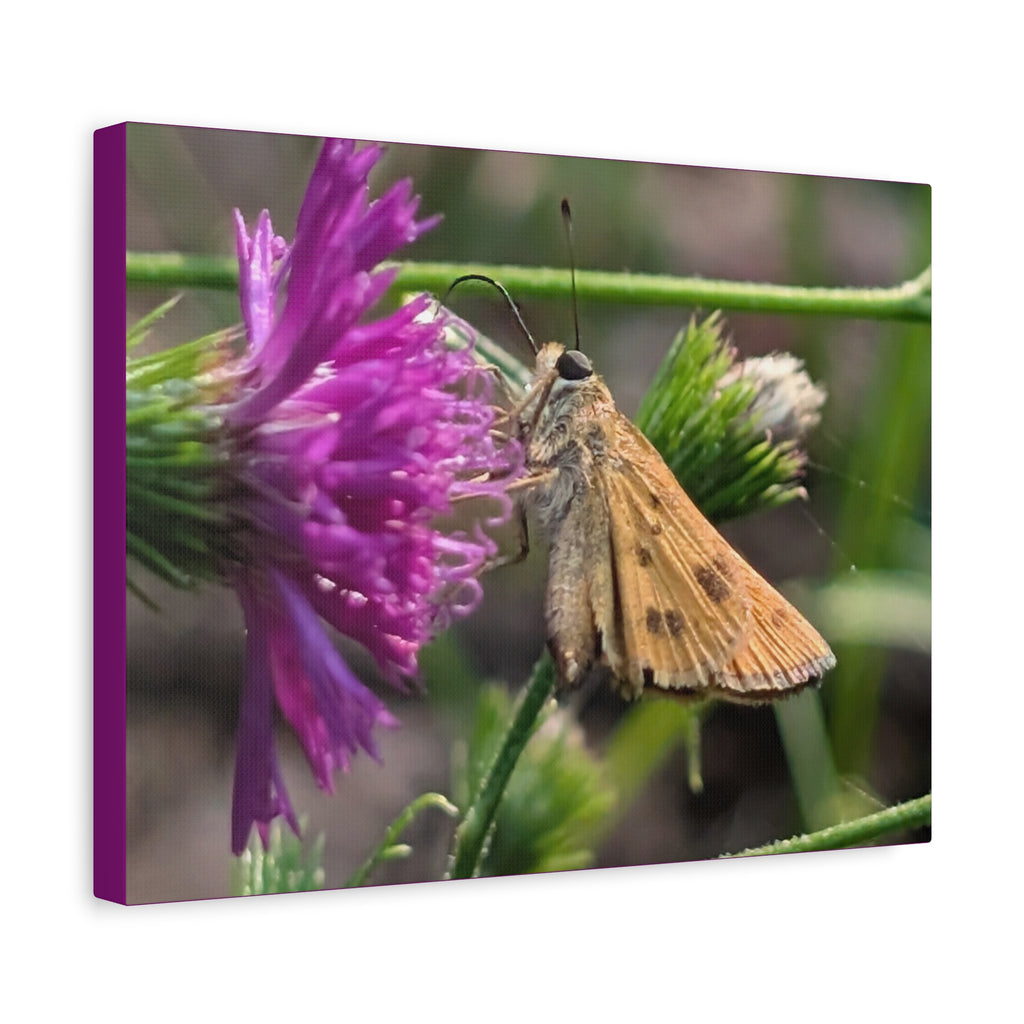 Skipper Moth on Purple Thistle Canvas