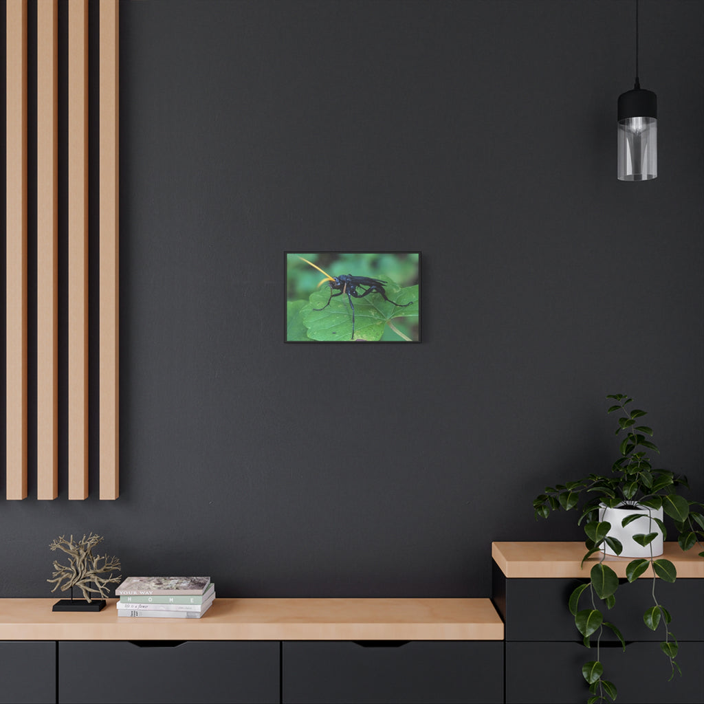 Ichneumon Wasp Photo Canvas