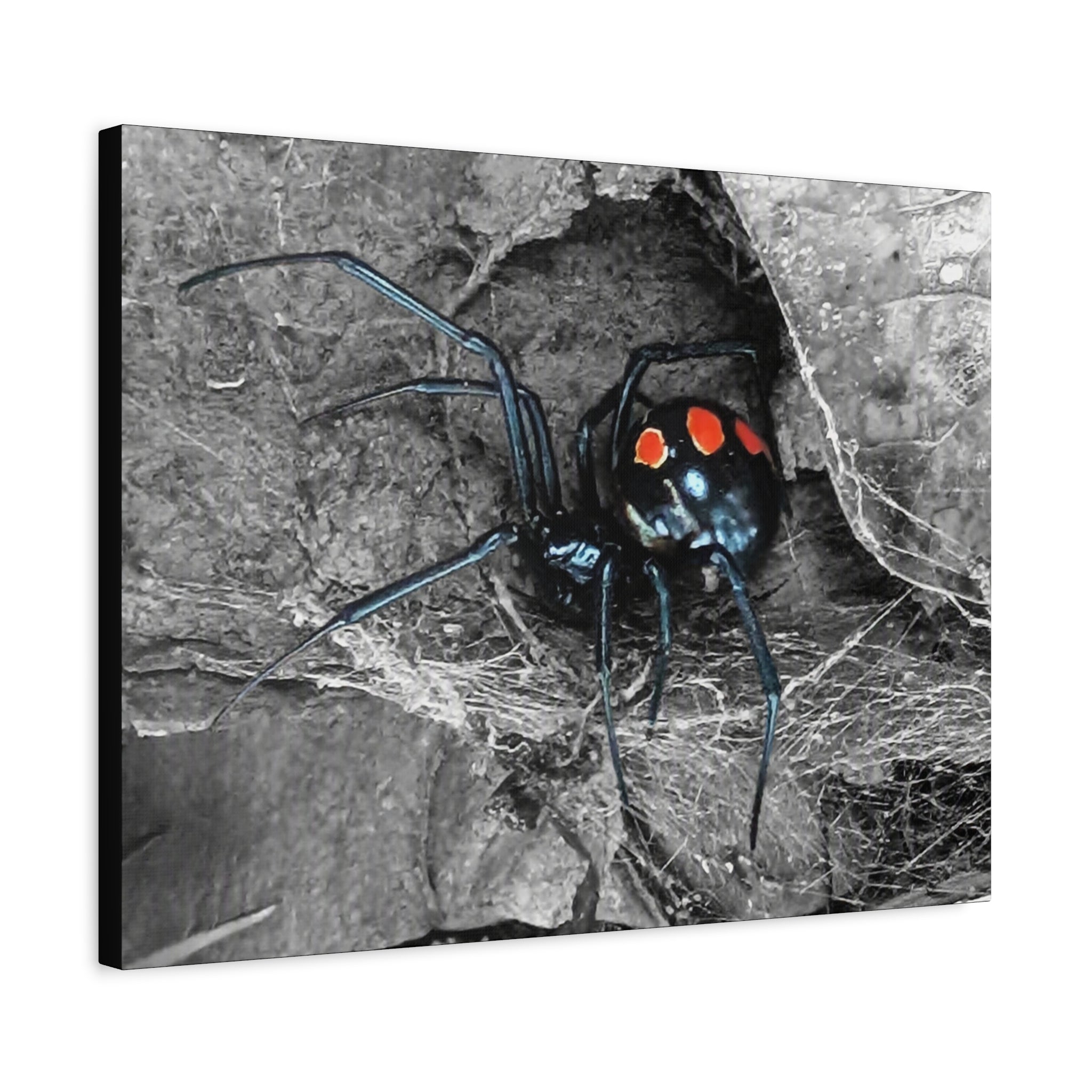 Black Widow Spider Matte Canvas | Stretched Wall Art