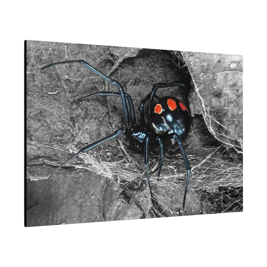 Black Widow Spider Matte Canvas | Stretched Wall Art
