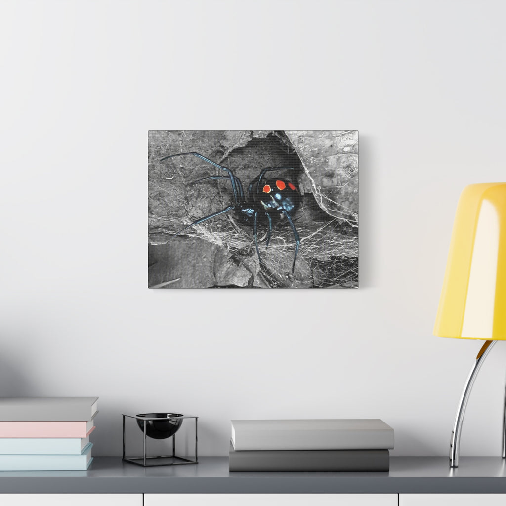 Black Widow Spider Matte Canvas | Stretched Wall Art