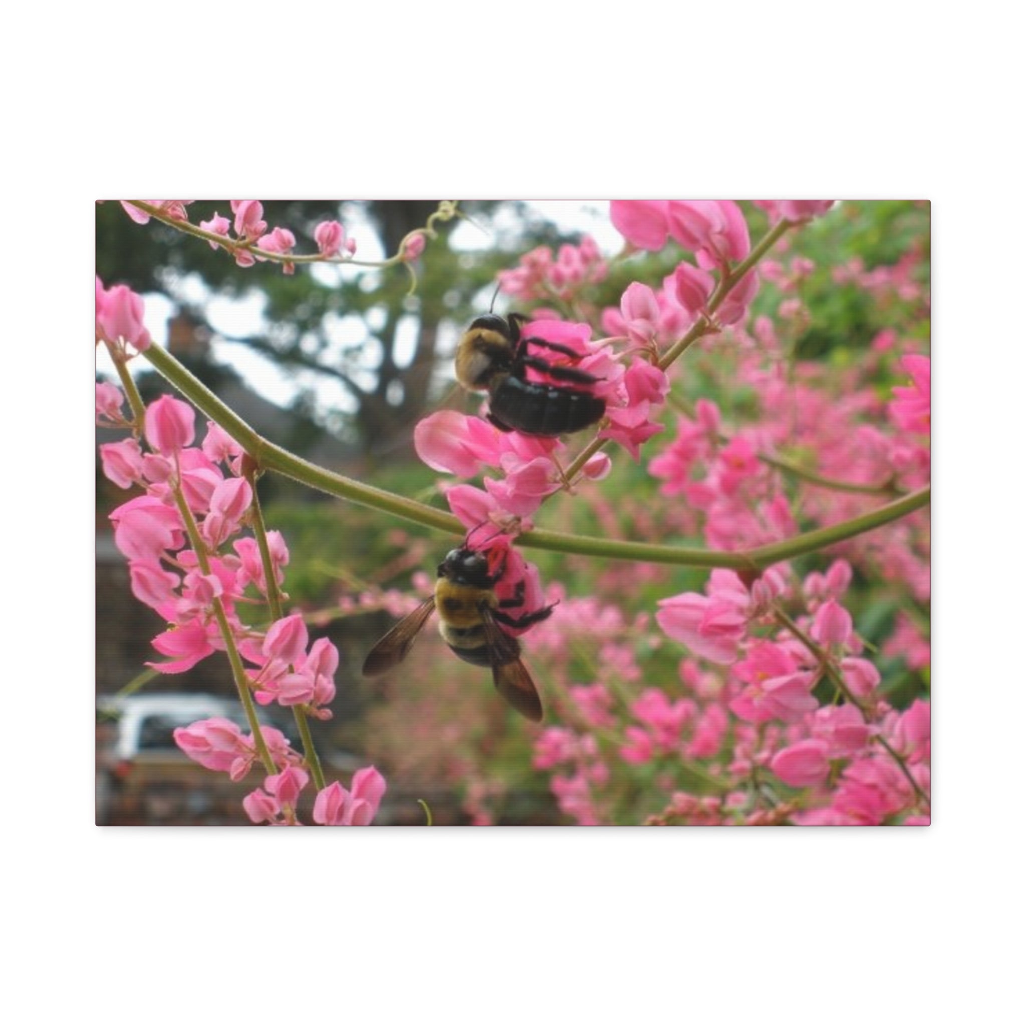 Bumblebees on Pink Flowers Canvas