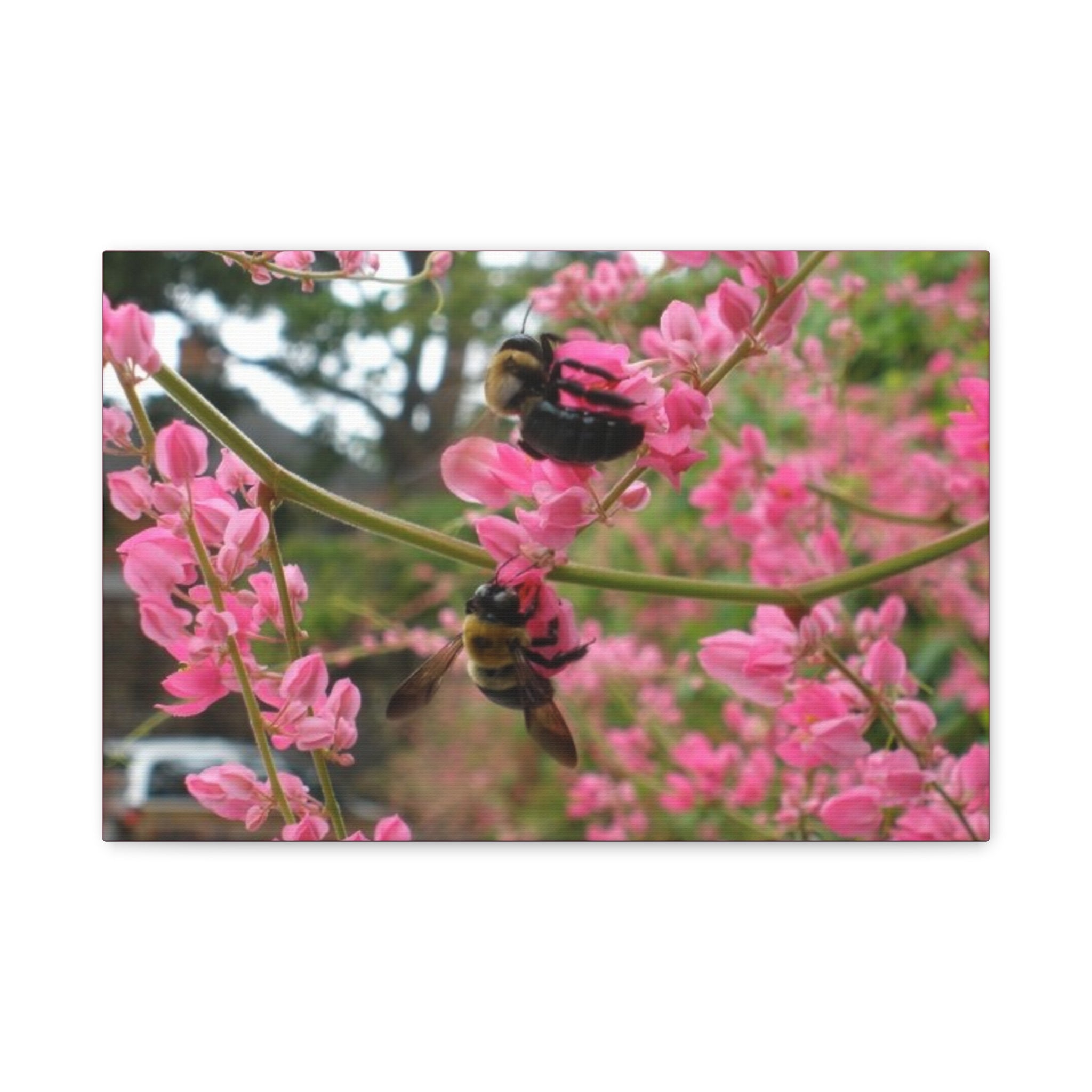 Bumblebees on Pink Flowers Canvas