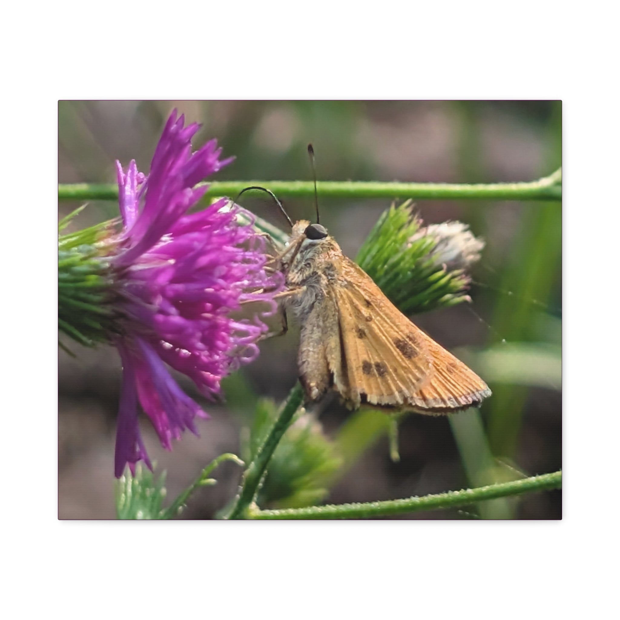 Skipper Moth on Purple Thistle Canvas