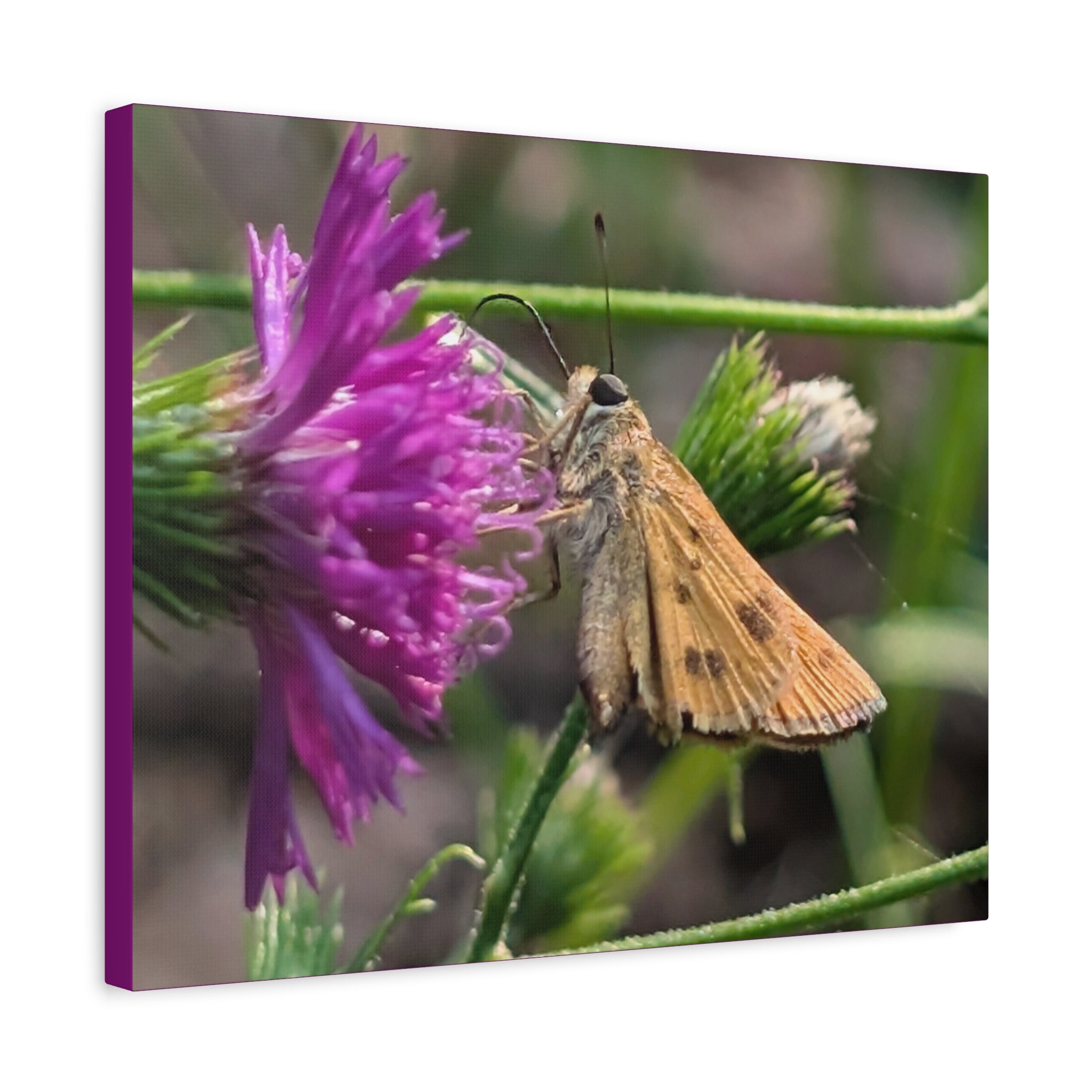 Skipper Moth on Purple Thistle Canvas