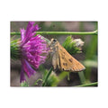 Skipper Moth on Purple Thistle Canvas
