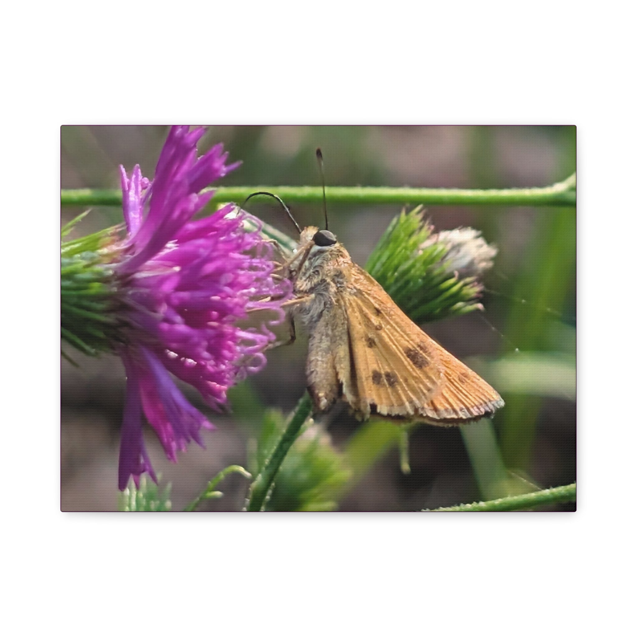 Skipper Moth on Purple Thistle Canvas