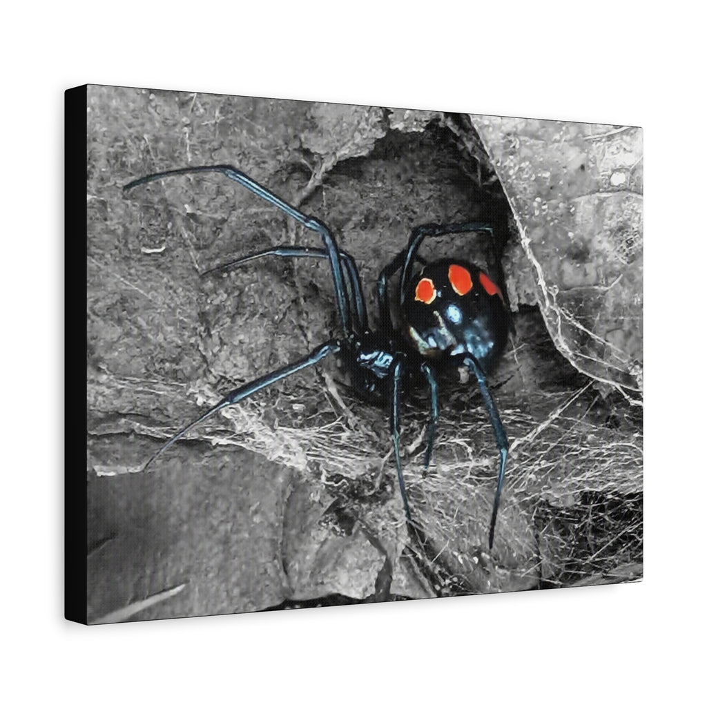 Black Widow Spider Matte Canvas | Stretched Wall Art