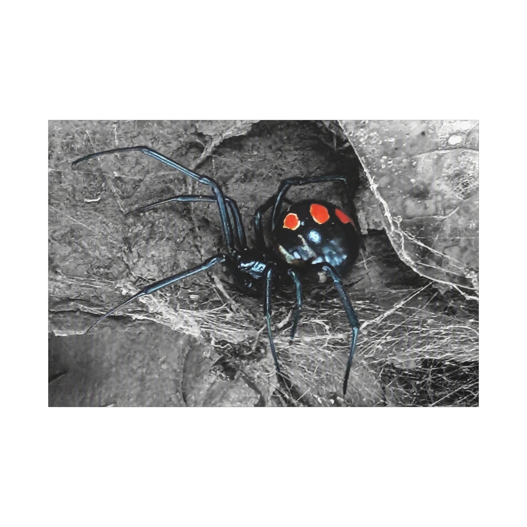 Black Widow Spider Matte Canvas | Stretched Wall Art