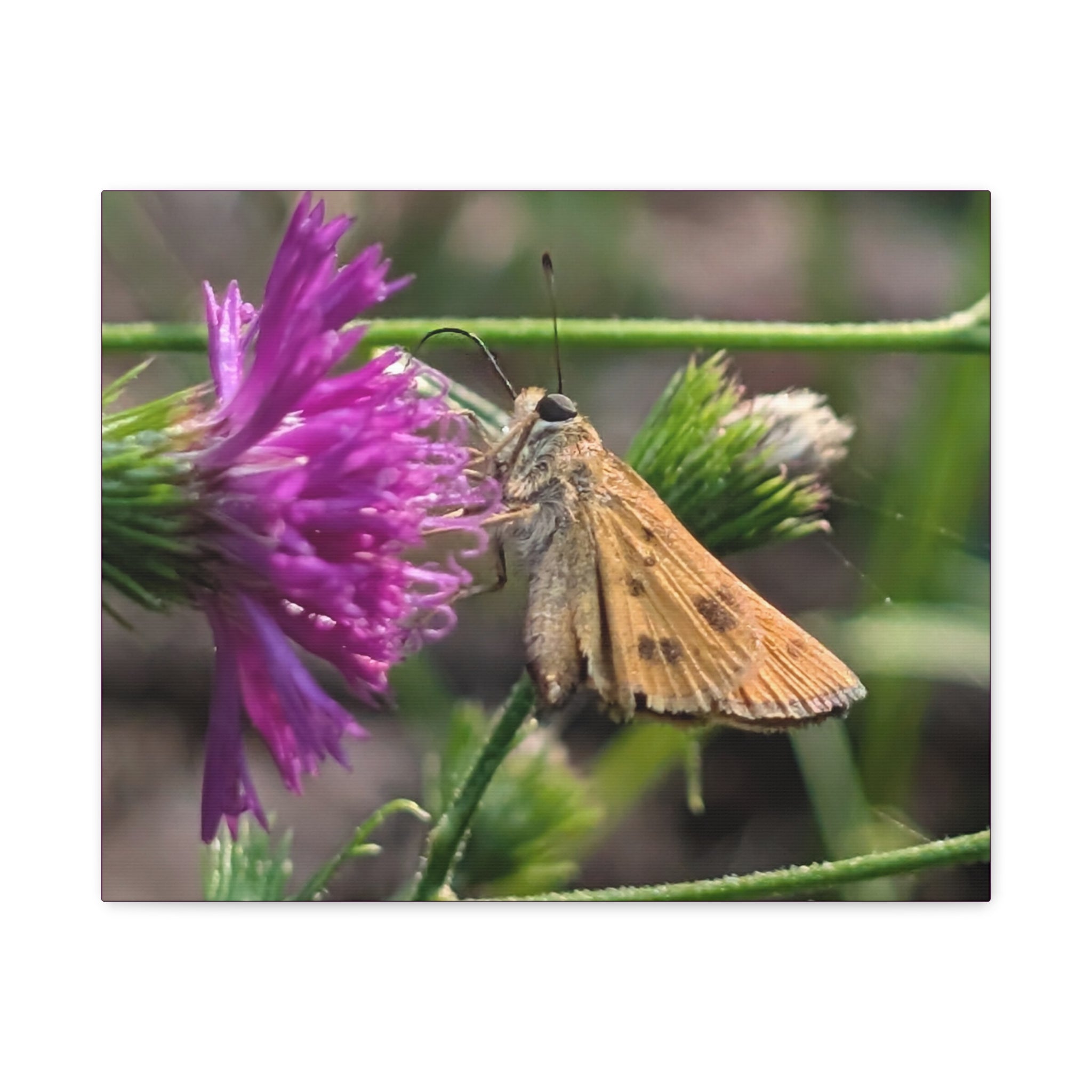 Skipper Moth on Purple Thistle Canvas