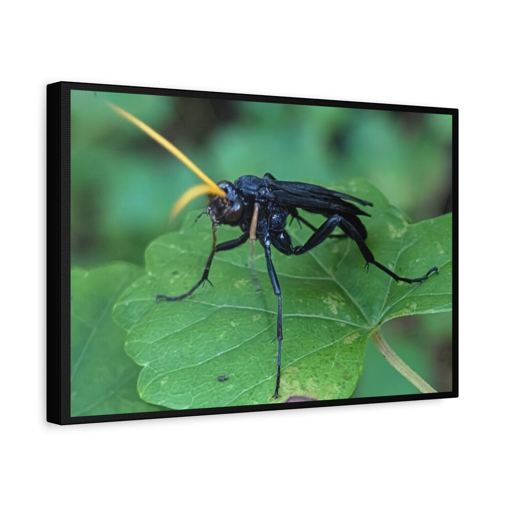 Ichneumon Wasp Photo Canvas