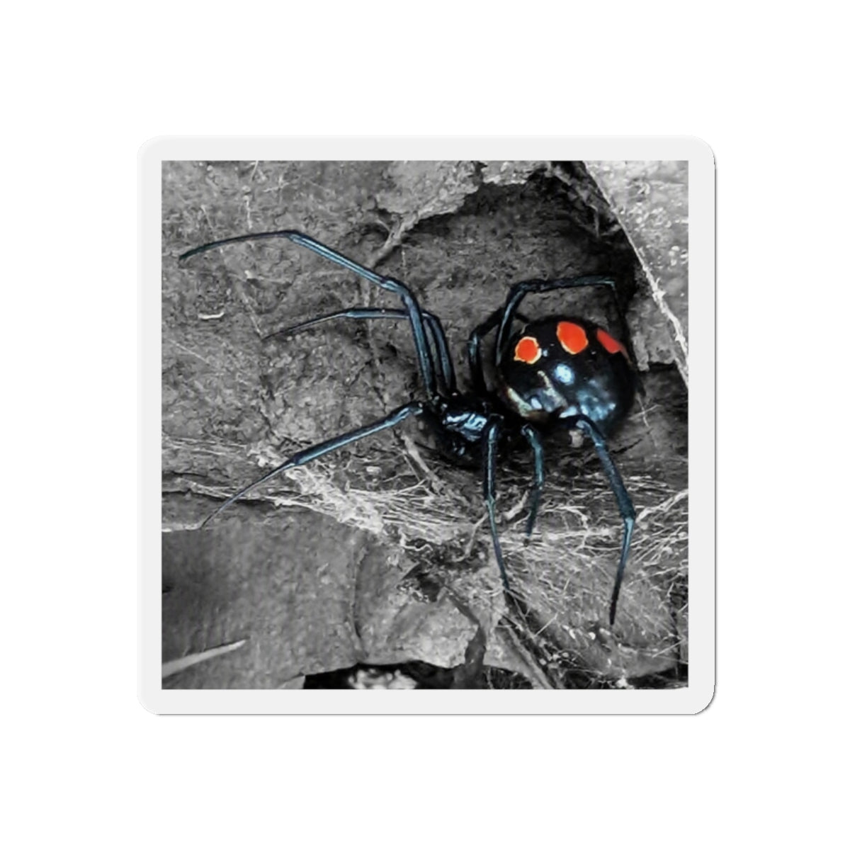 Black Widow Spider Die-Cut Magnet | Halloween Creepy Creeper